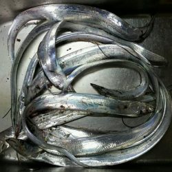 ホームで久々のツ抜けでした。